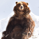 Illustration for article titled Its Fat Bear Week 2020! Heres the fat bears we think could take it home this year